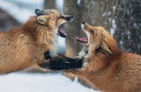 tensions