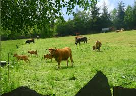 vaches